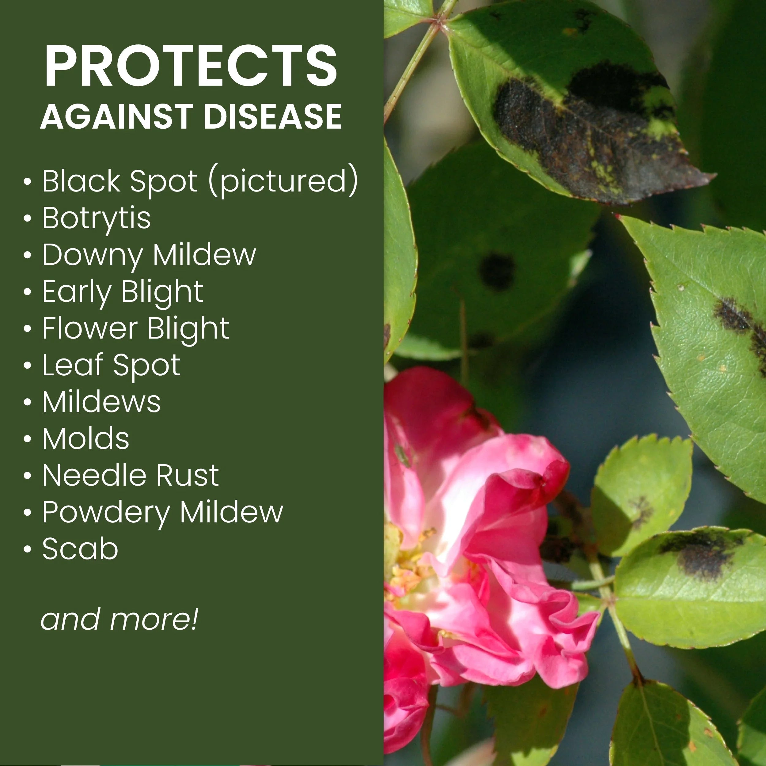 Natria Neem Oil, Concentrate, 24 oz Insect killer and Disease Control